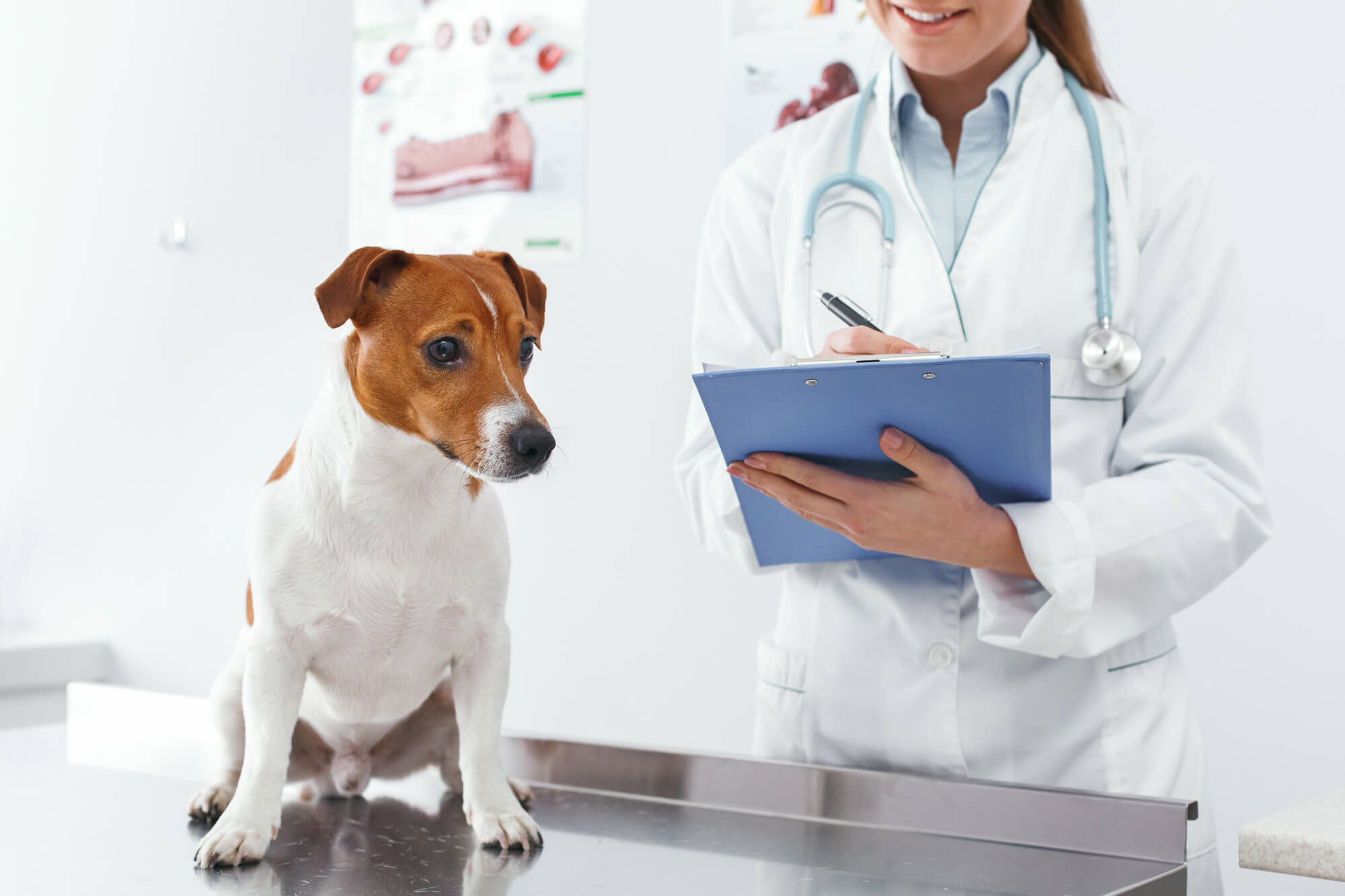犬が体をかゆがる原因とは？対処法や予防について